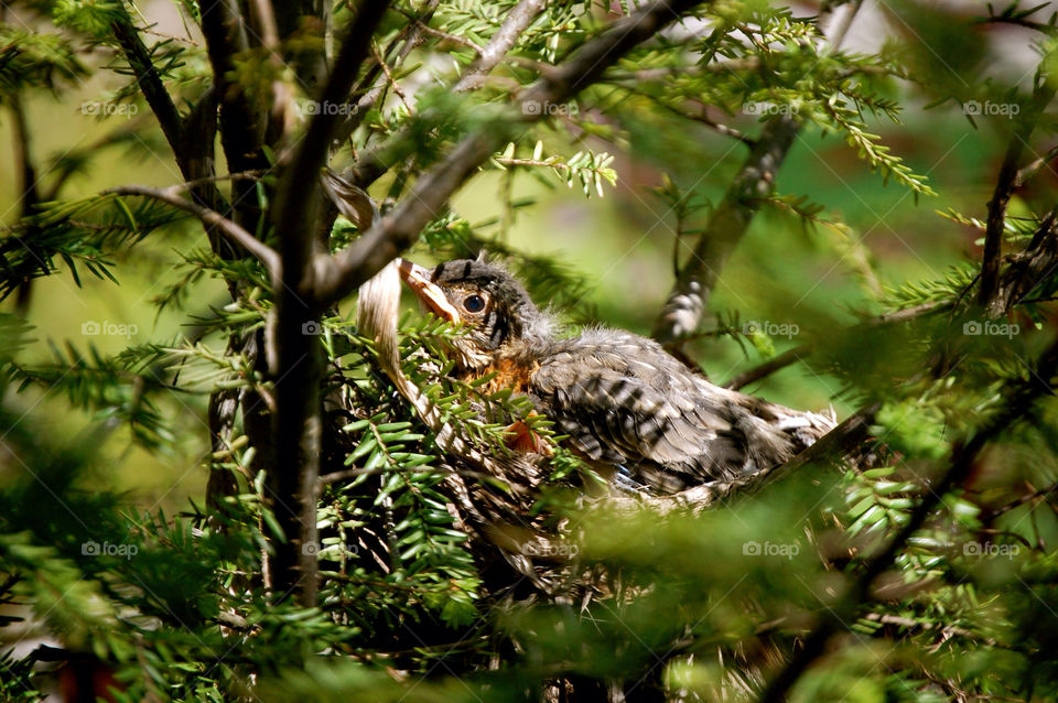 muncie indiana tree bird by refocusphoto