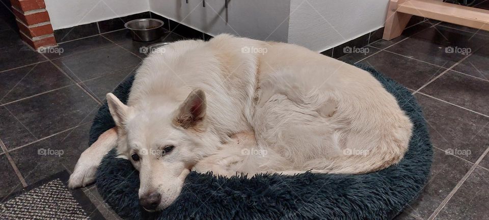 White shepherd relaxing. Family dog recovering after a long day.