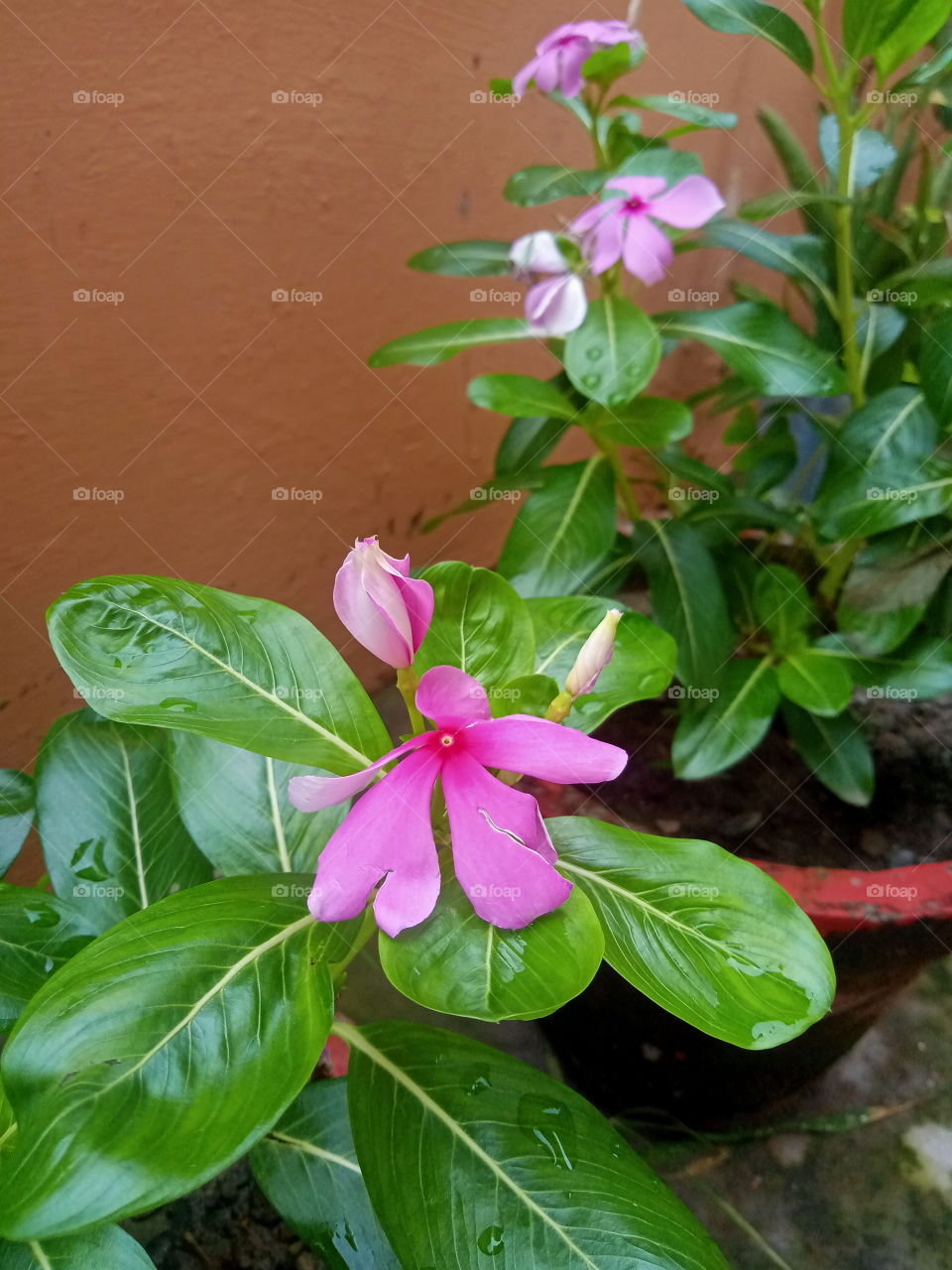 Flower plants in my terrace garden