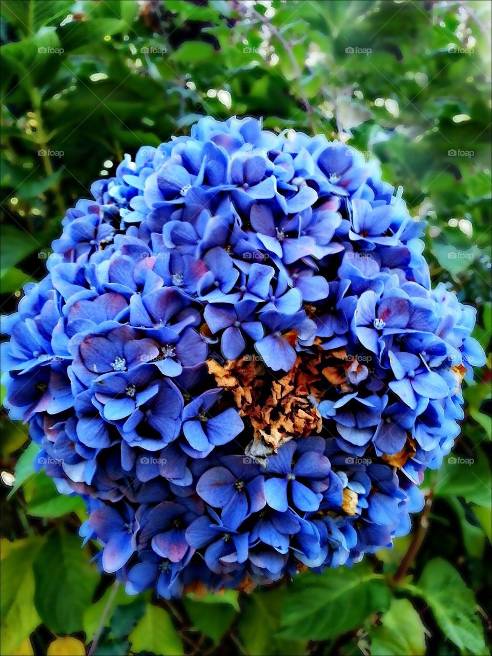 Hydrangea