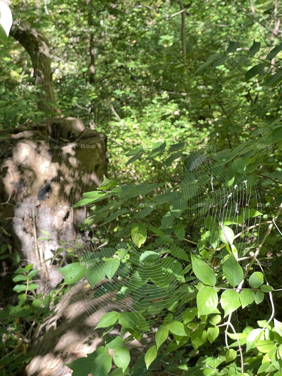 Silken structured spiderweb