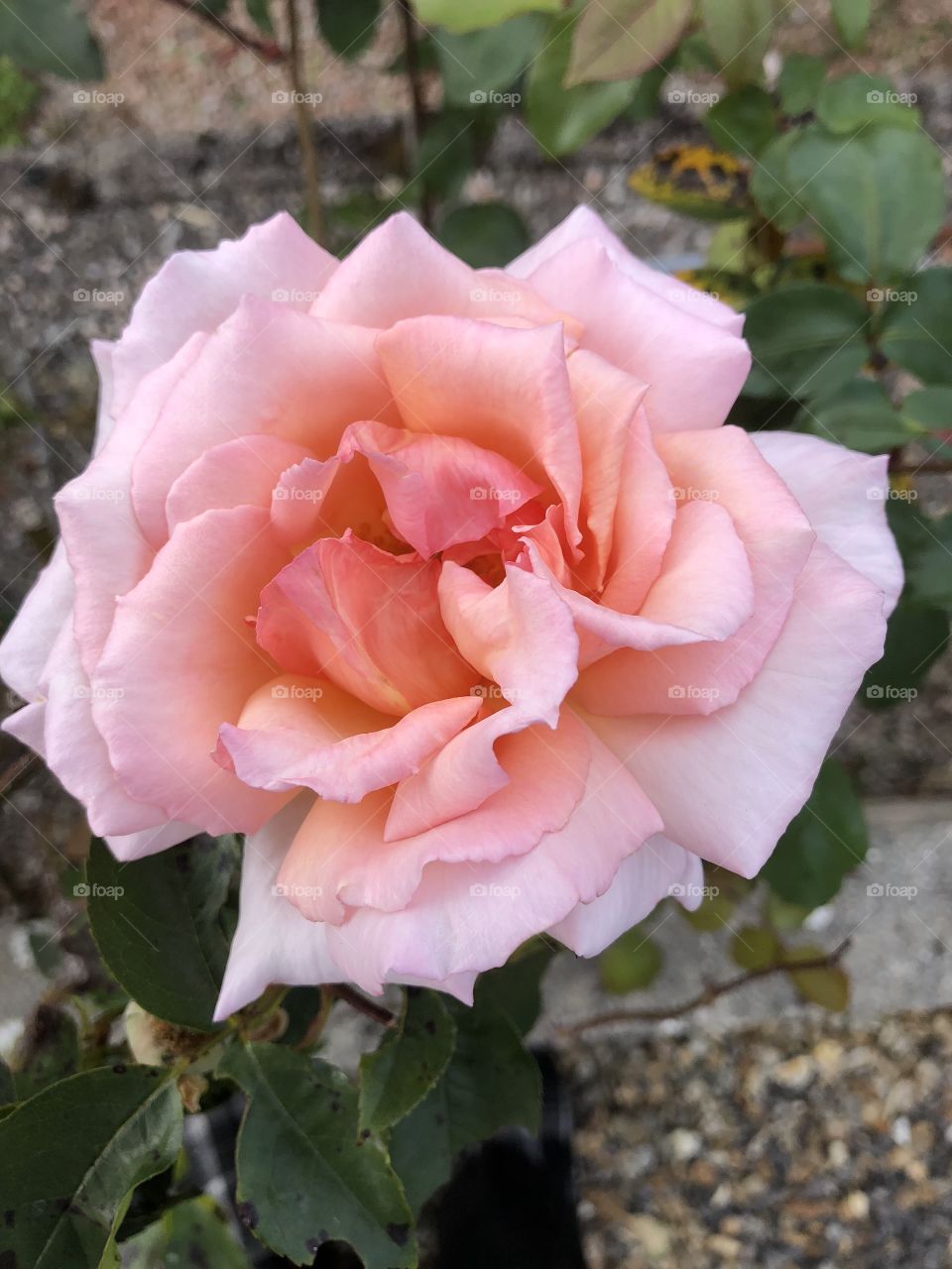 A blooming marvelous pink rose crammed full with beauty and glorious nature.