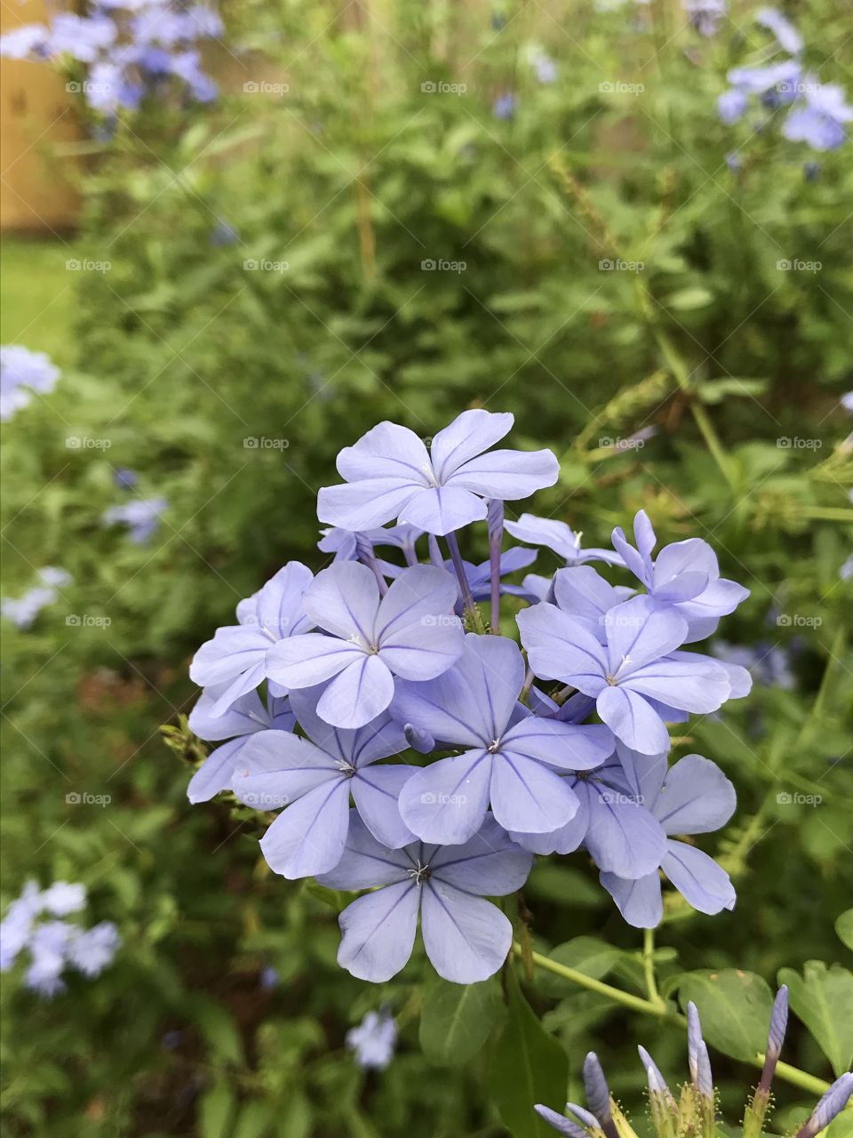 Plumbago