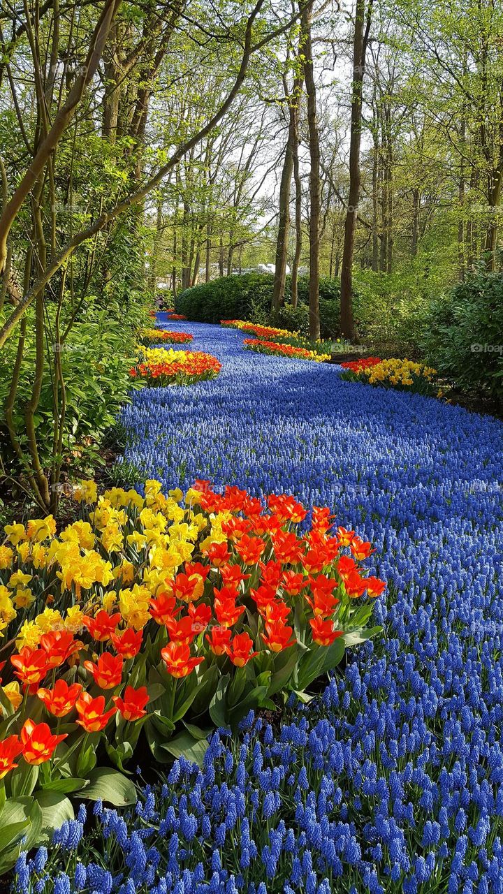 Spring blooming in Holland. Red and yellow tulips. Beautiful nature.