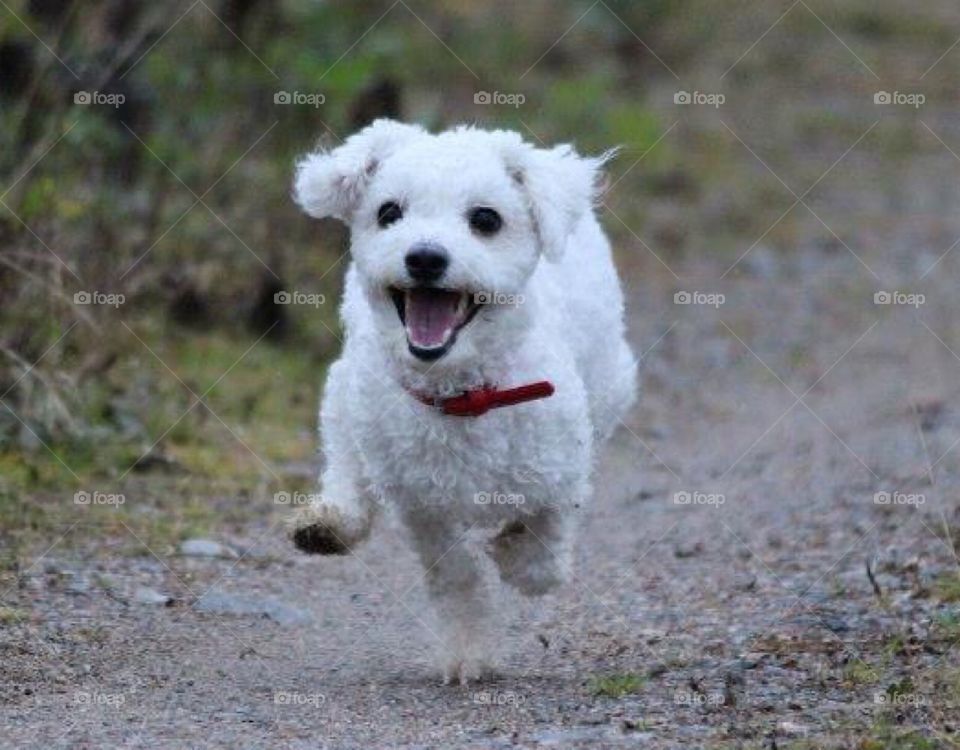 Happy puppy, bichónfrise , white , Dogs , running , free