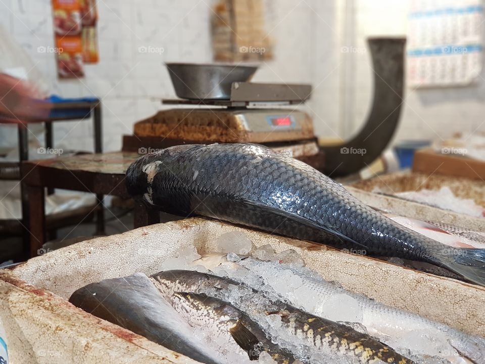 In the fish market