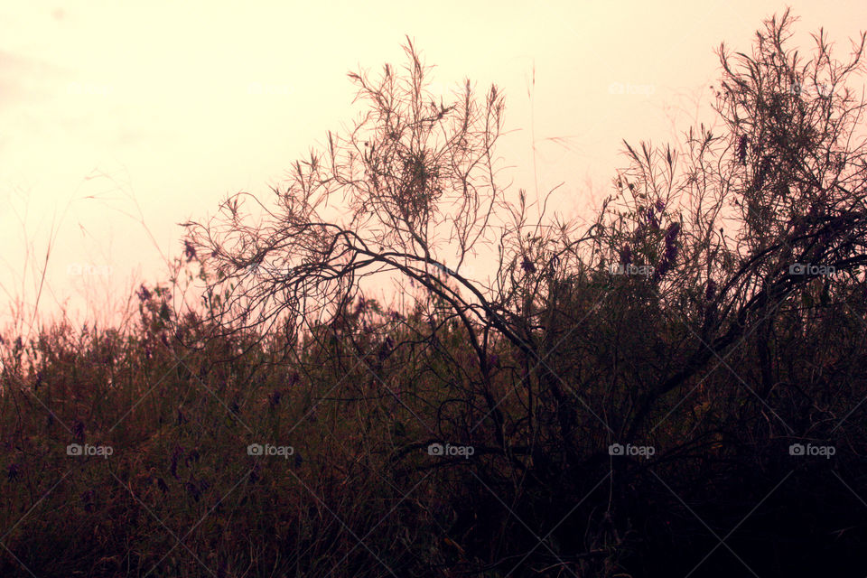 Halloween Background