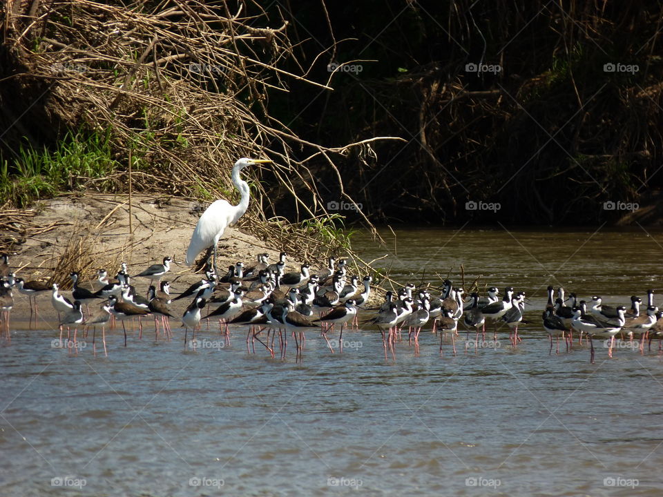 River Birds in Costa Rica
