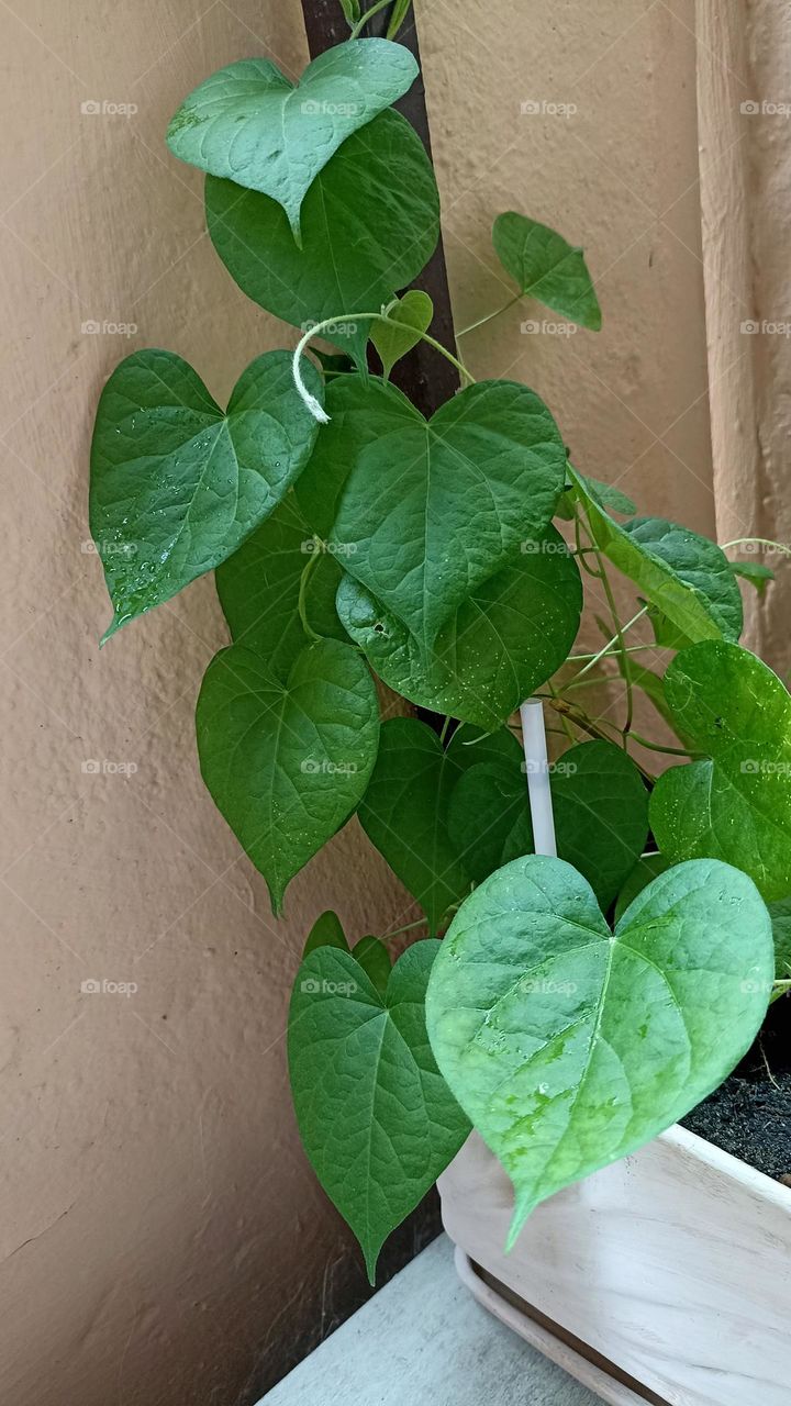 gardening green leaves, love earth