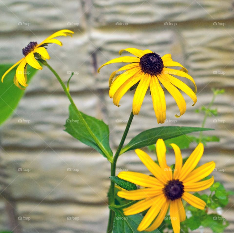 One-eyed Susan on a hot summer day