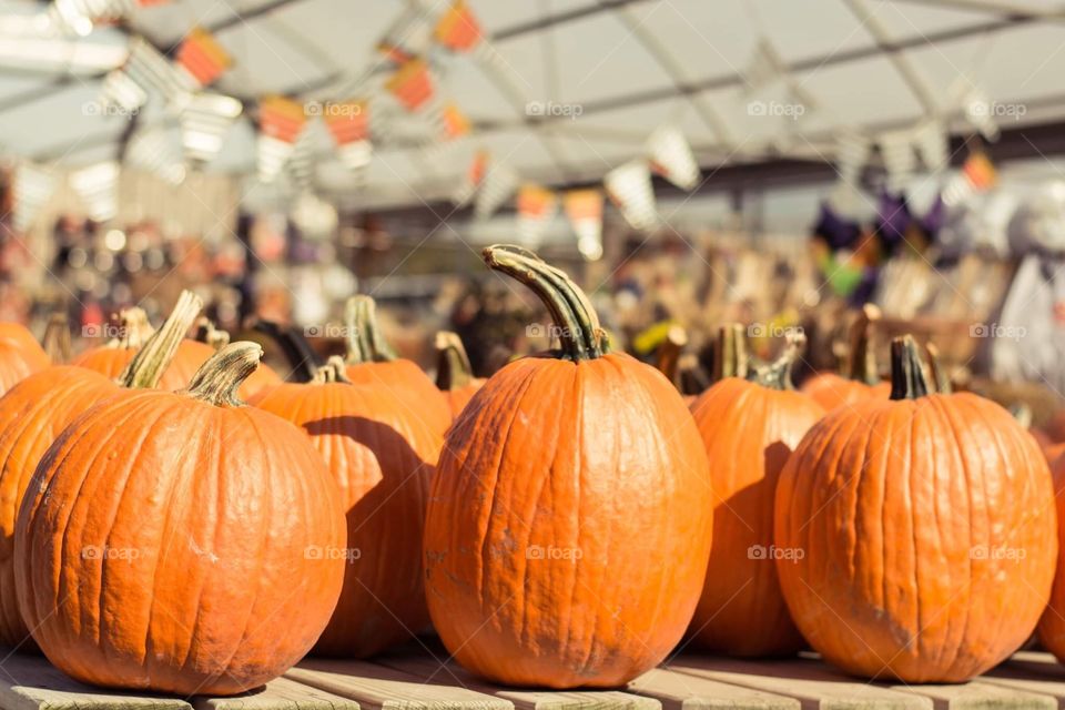 Pumpkin picking at the local farmers market for autumn fall 