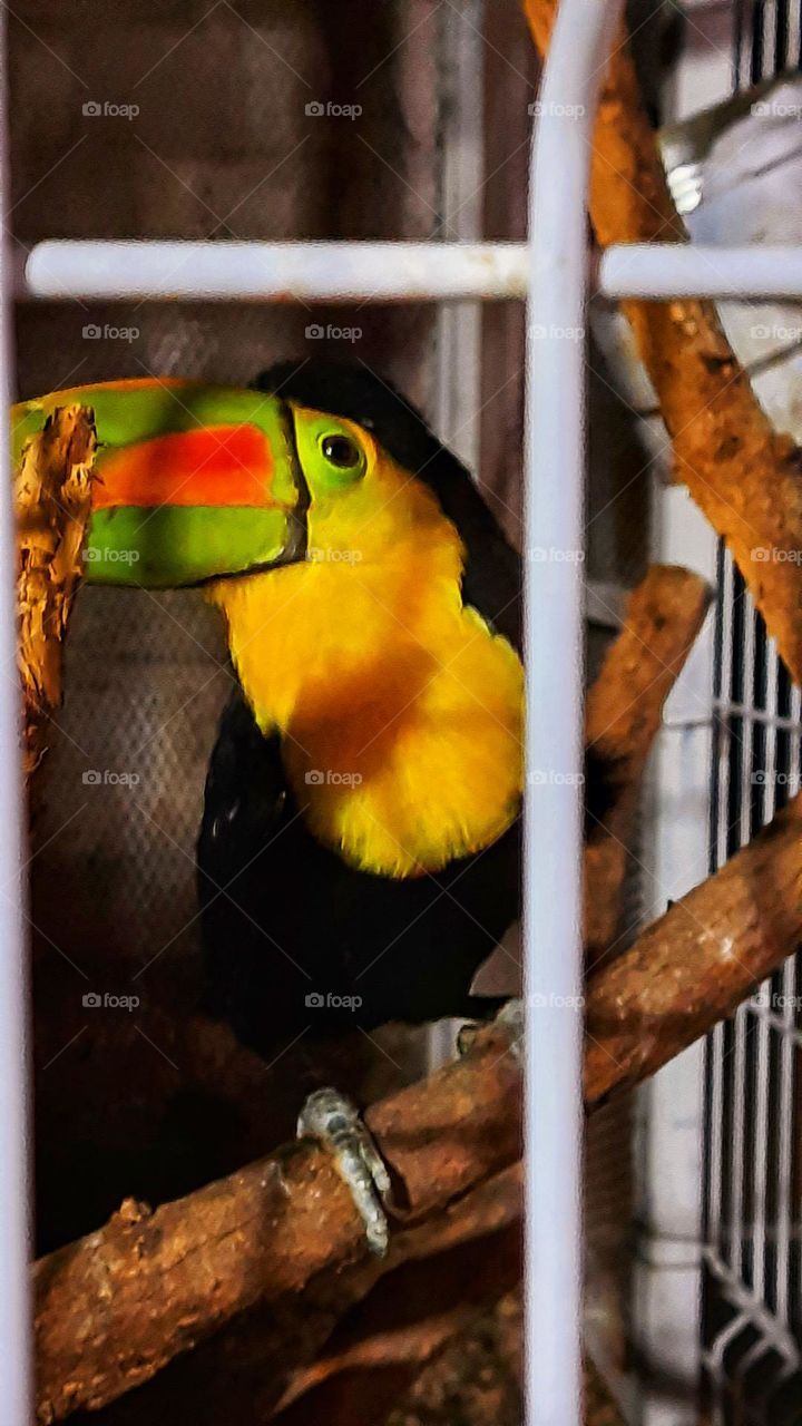 toucan, animals, colorful, bird, mascot, peat