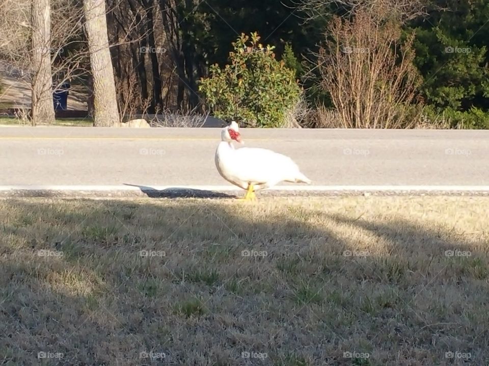 Goose walking along the road
