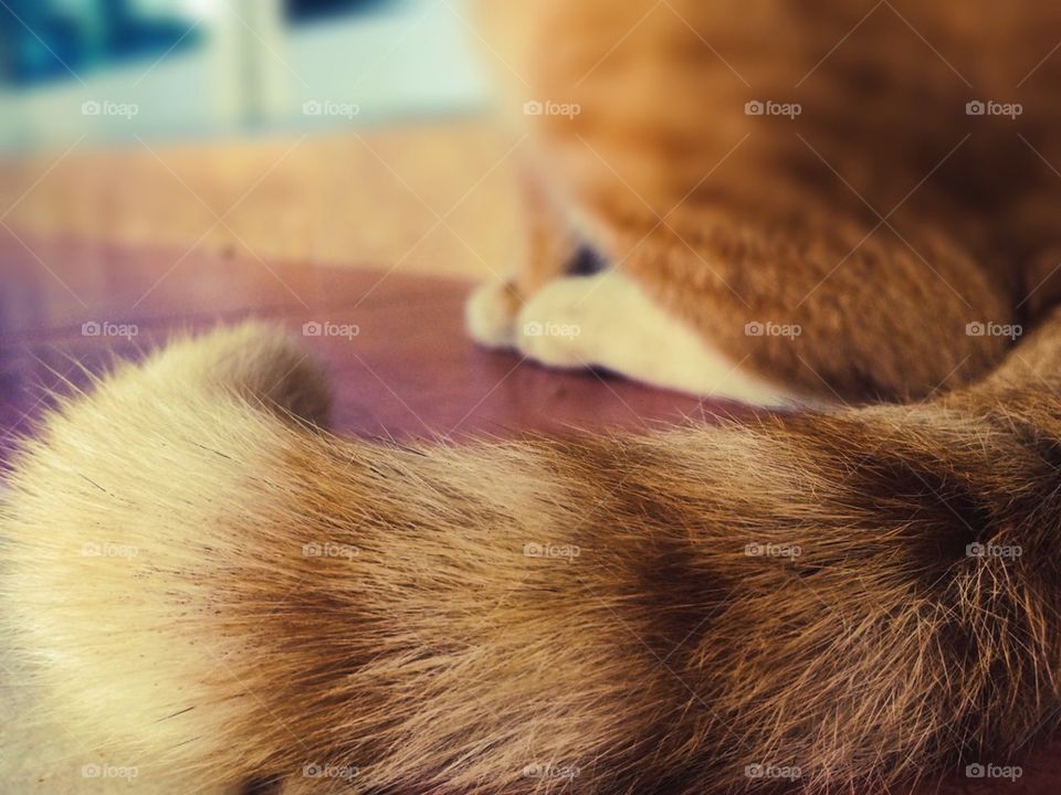 Close-up of cat tail