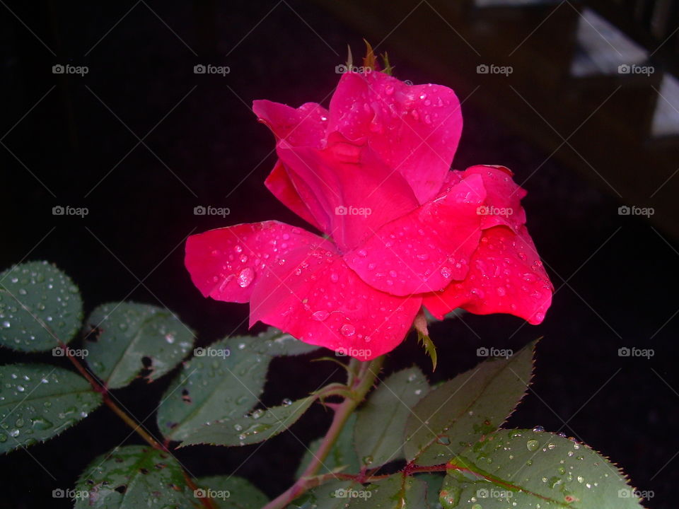 Rose with dew drops