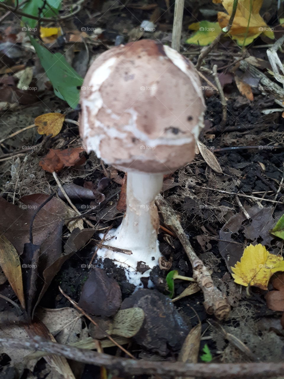 Wild Mushroom