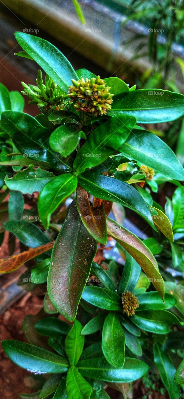 Ixora chinensis, commonly known as Chinese ixora, is a species of plant of the genus Ixora