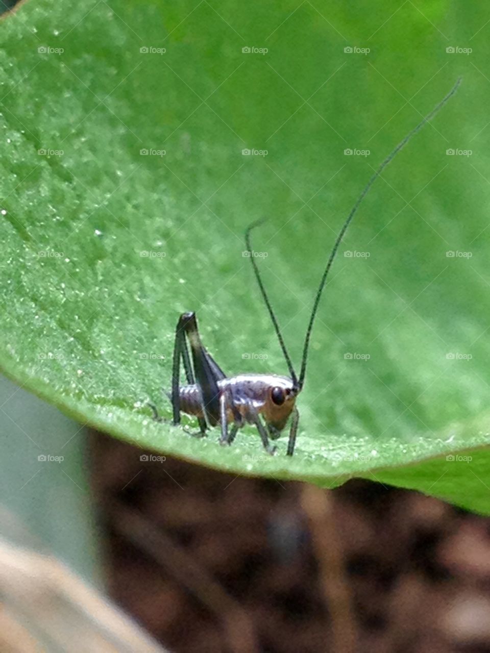 Insect..The fantasy world of bugs