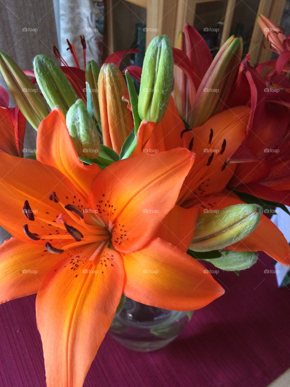 No Person, Nature, Flower, Flora, Summer