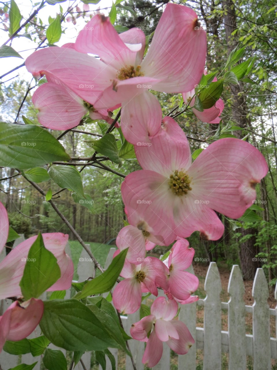 Virginia Spring. Sprig of Spring Pink Dogwood in Virginia