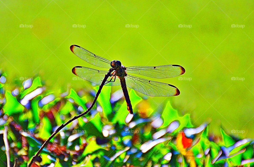 Dragonfly 2