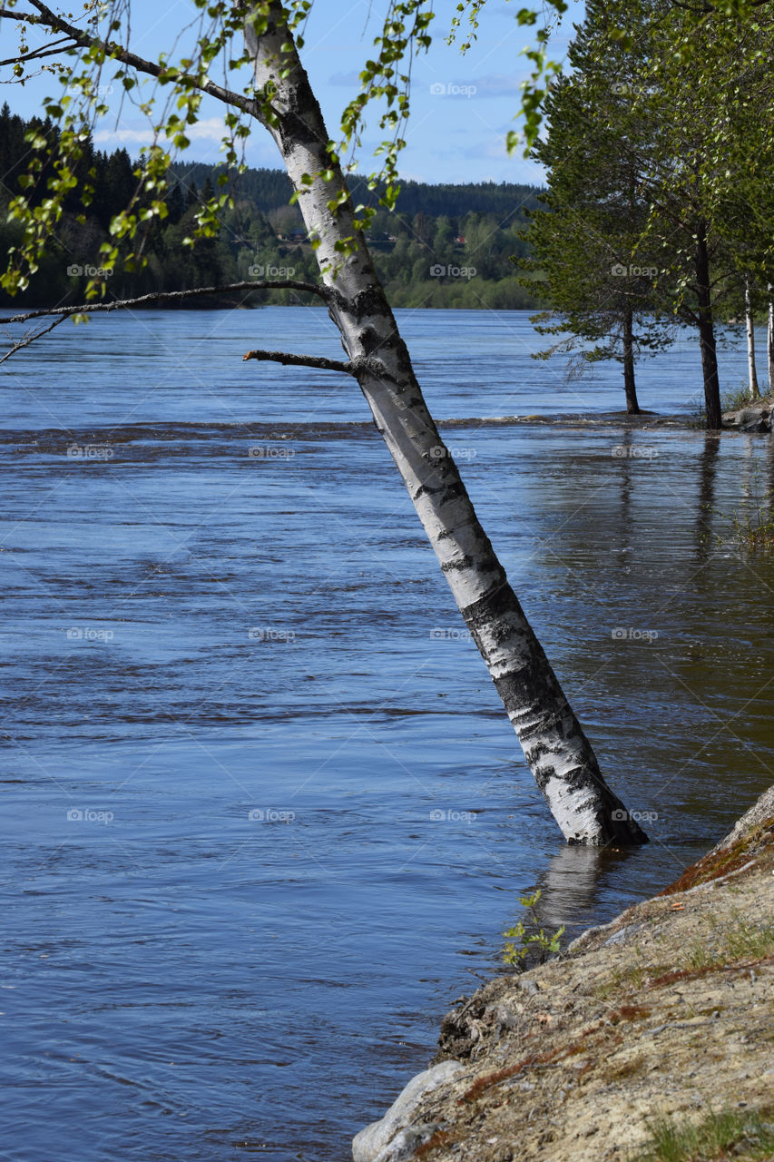 Birch in water