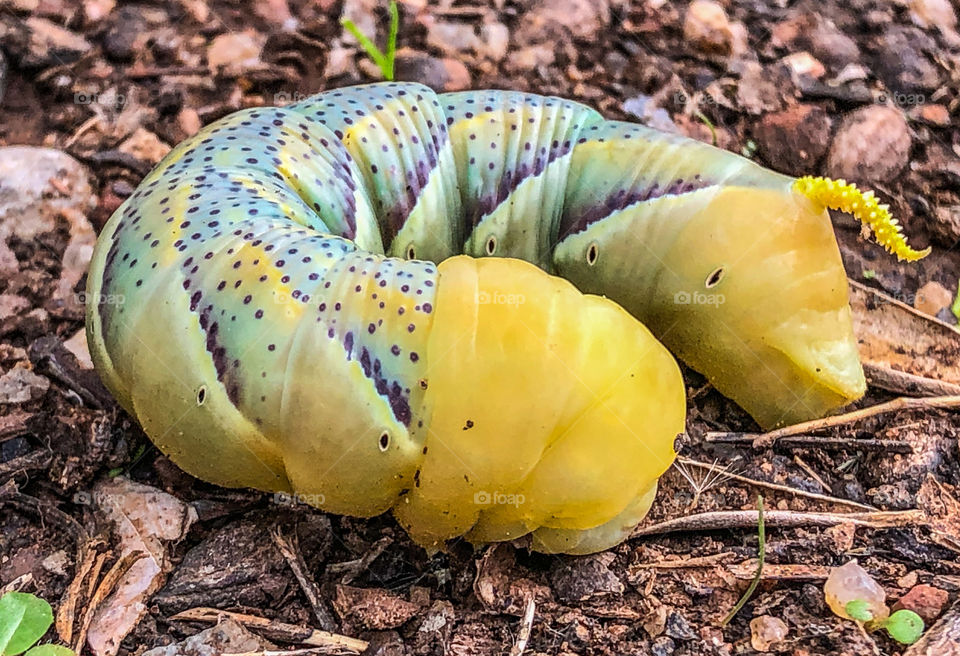 Deaths head moth caterpillar 