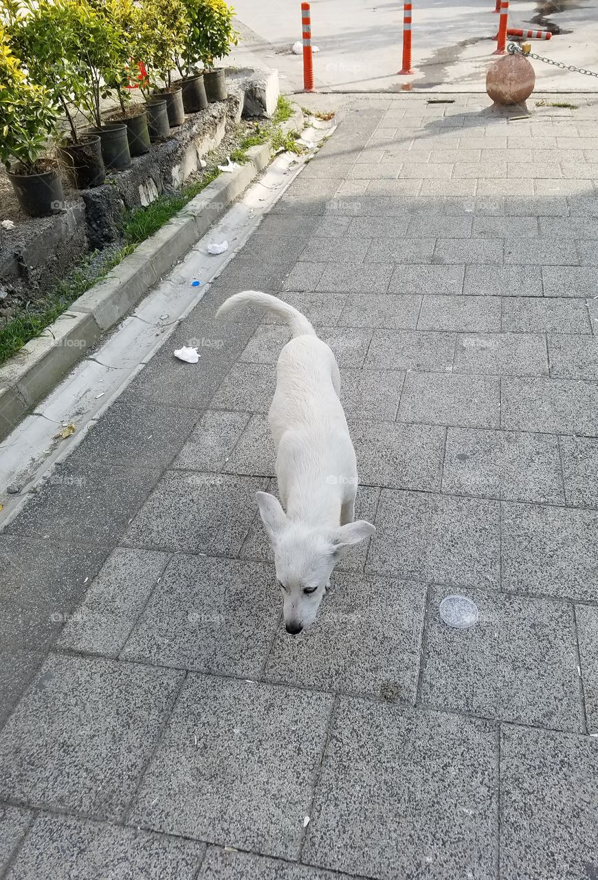 a cute puppy dog that followed me around in Sapanca Turkey