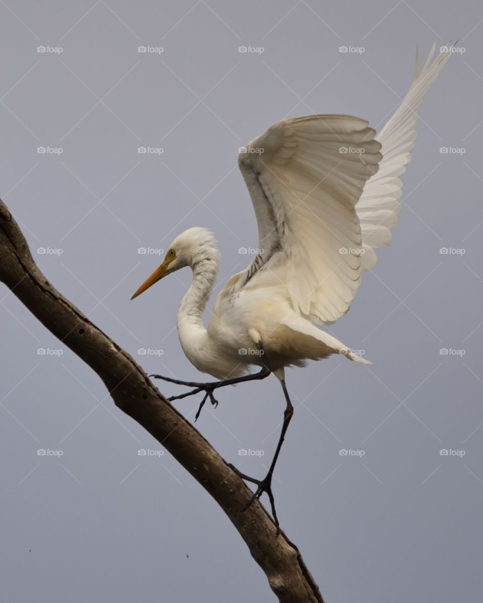 landing in a tree