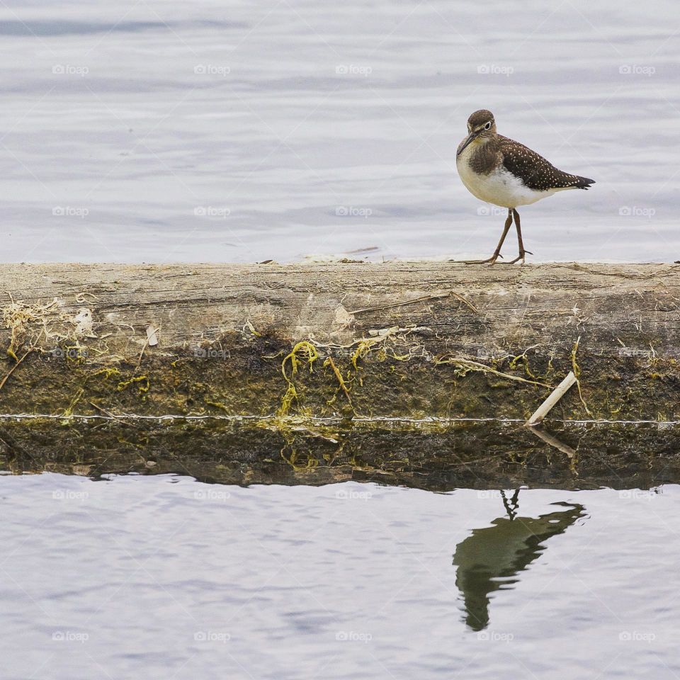 Greater Yellowlegs