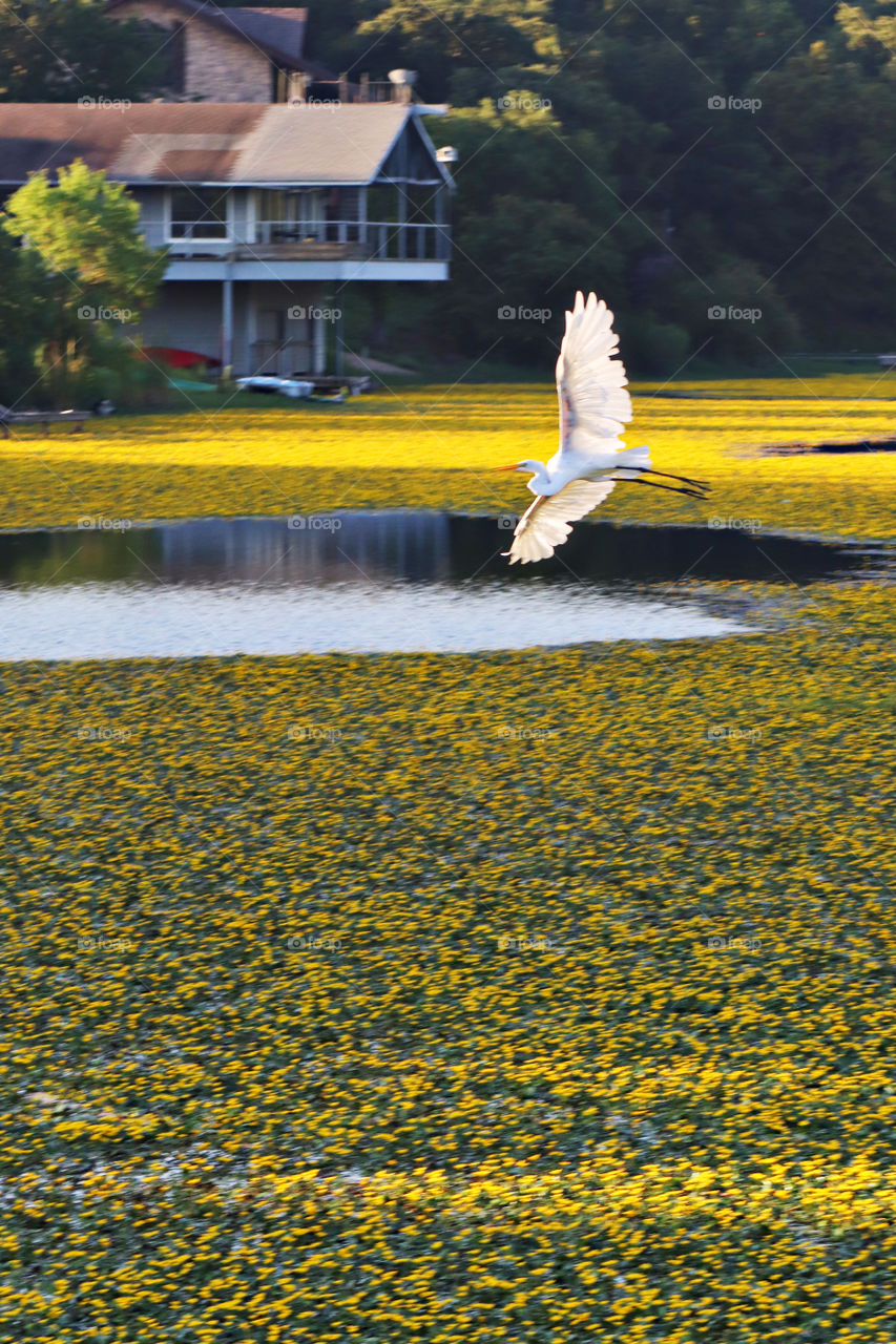 Yellow Water Lilies