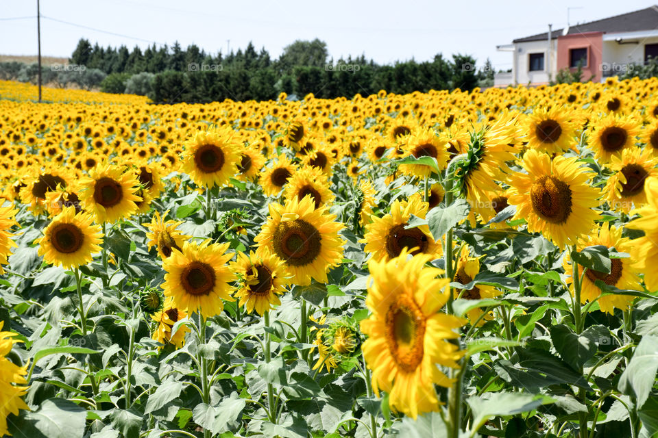 sunflower