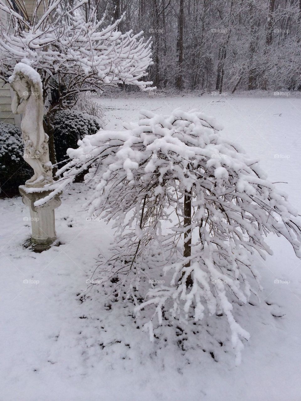 White angel in winter 
