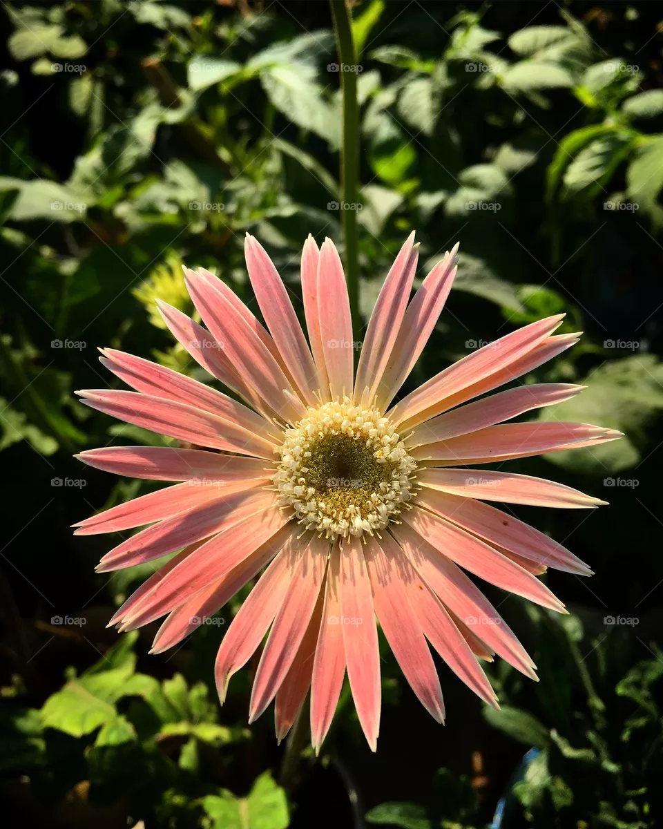 I love this flower……..🥀