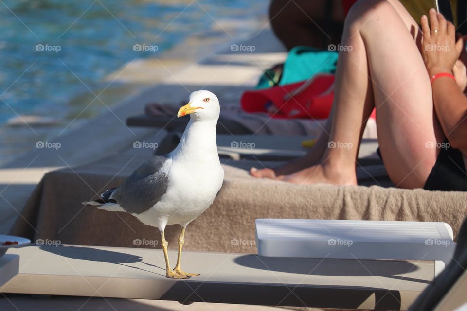 Seagull at the beach