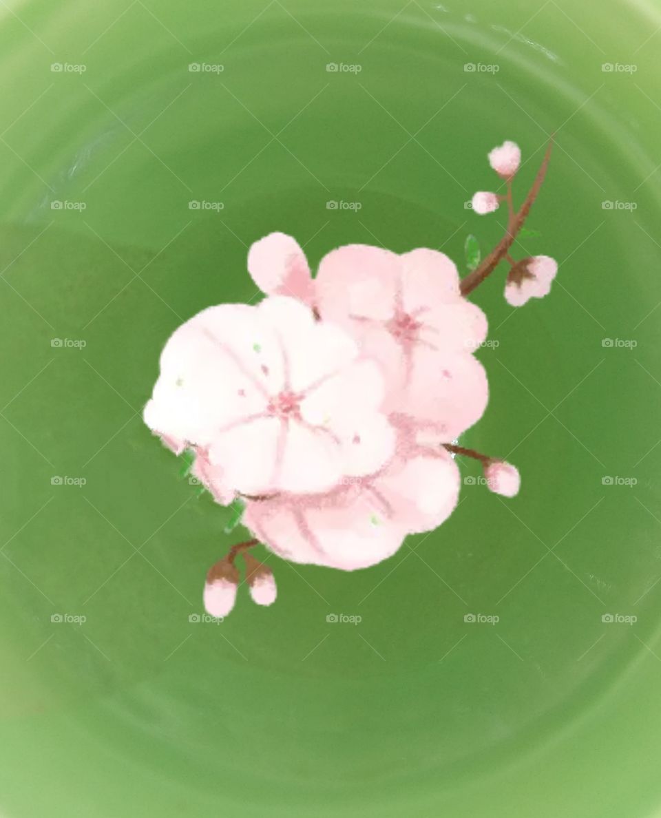 flowers head flowers water spring time pink colour background floating on water directly above leaf