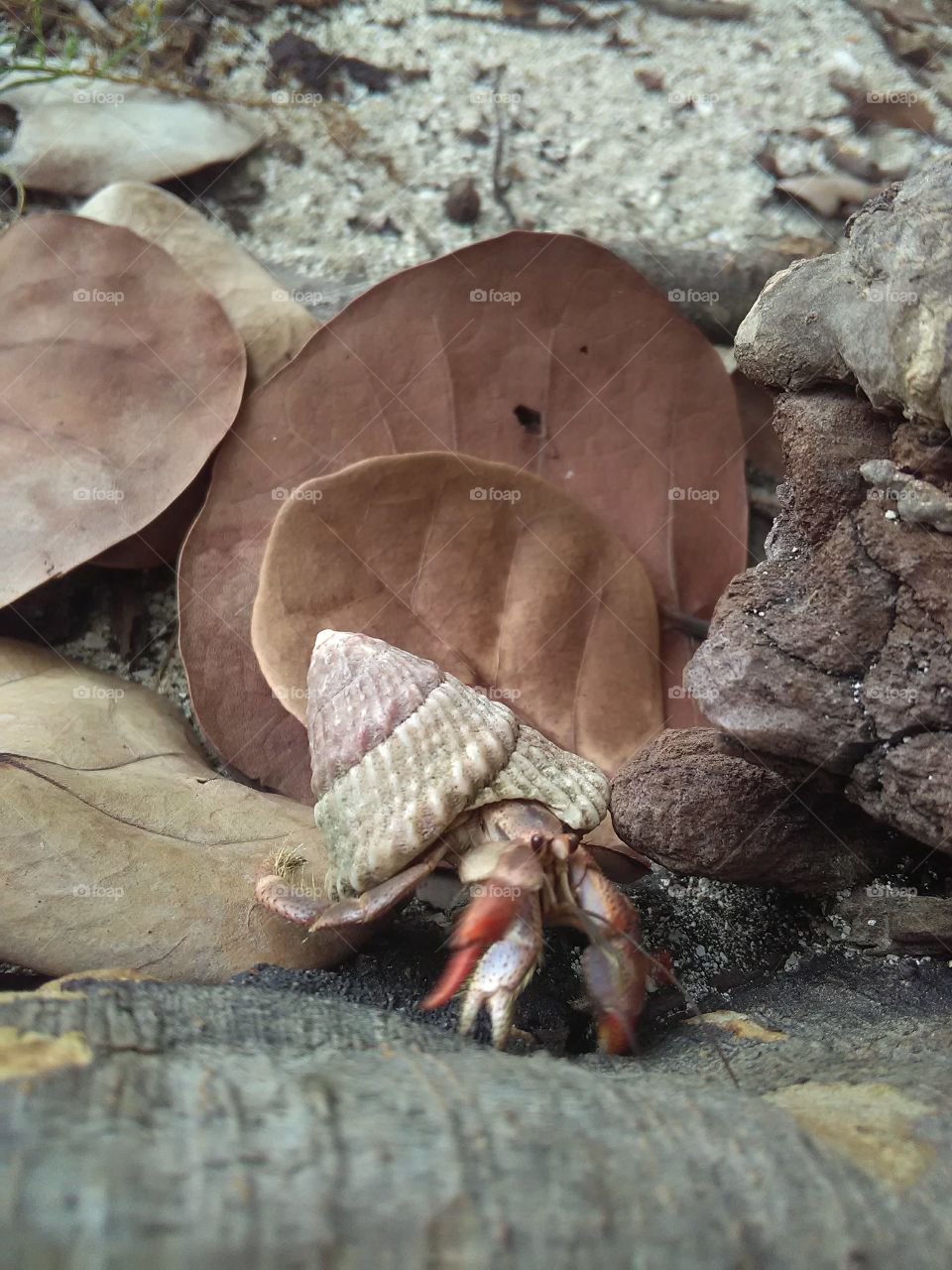 Hermit crab 