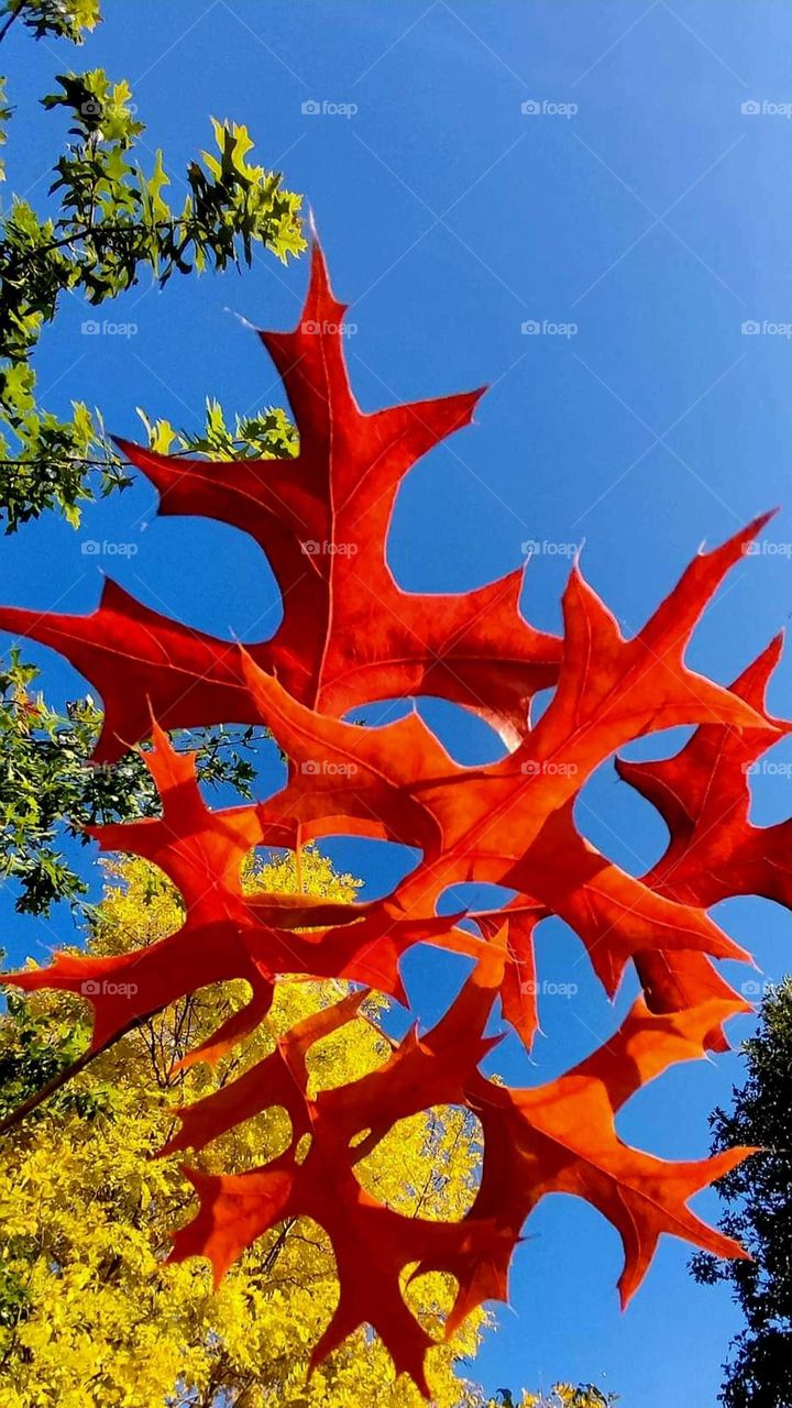 Close up on branches of green, yellow and orange leaves under a bright blue sky at the wooded animal park La Ferme du monde in Carentoir