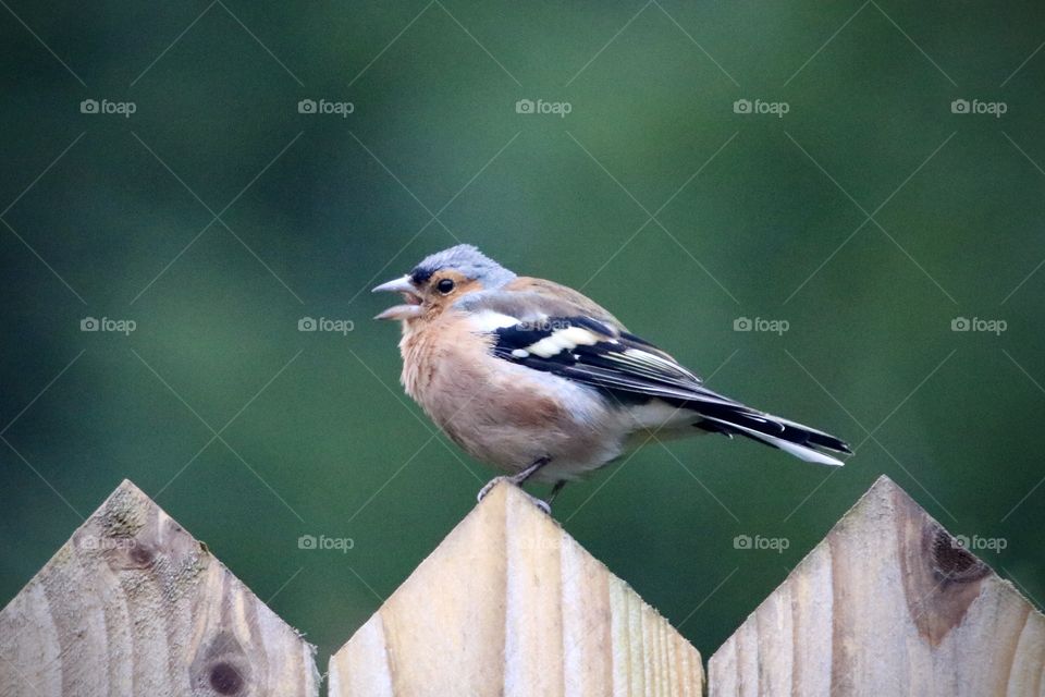 Chaffinch