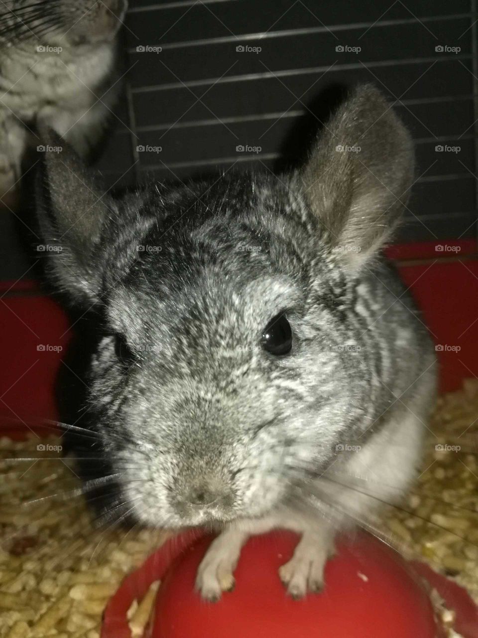 chinchilla