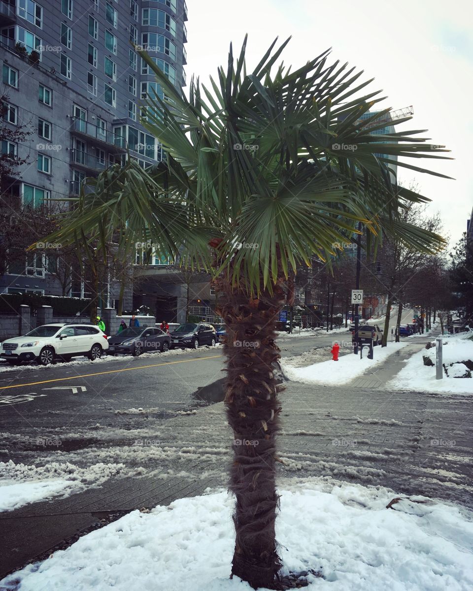 A palm tree by itself in the Snow