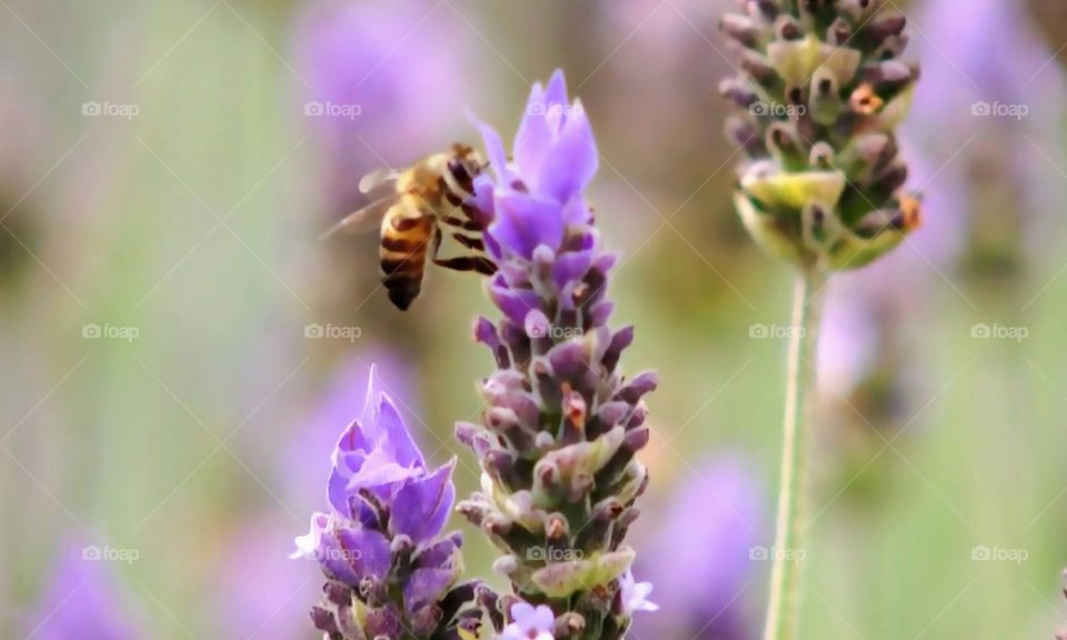 Bee landing on purple flower