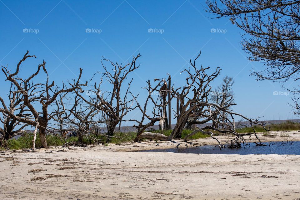 Driftwood Beach