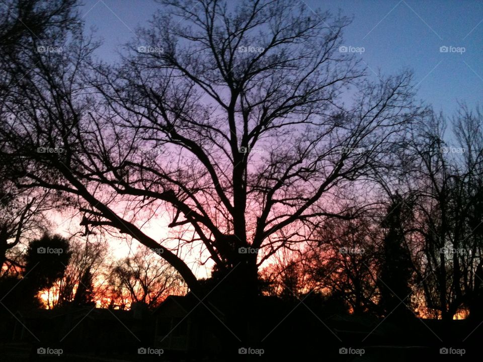 Neighborhood Tree at Sunset