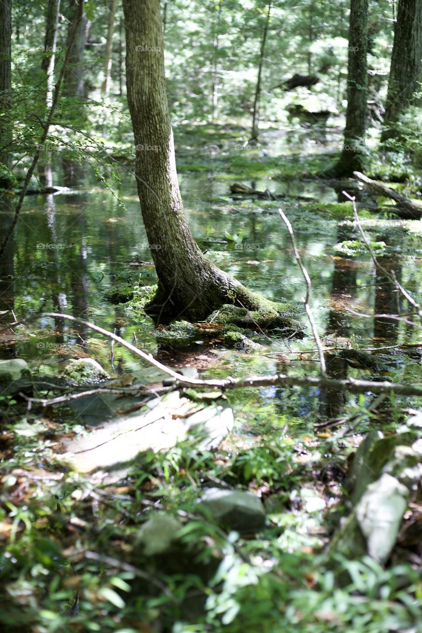 When the water rises; Flooding in the Northeast created a picturesque scene of a water covered forest. 