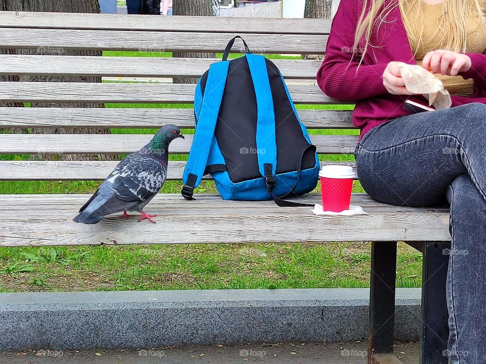 White wooden bench in the park. A young girl is sitting on a bench, holding waffles in her hands. Nearby is a backpack and a paper cup. A dove stands on a bench and looks at waffles
