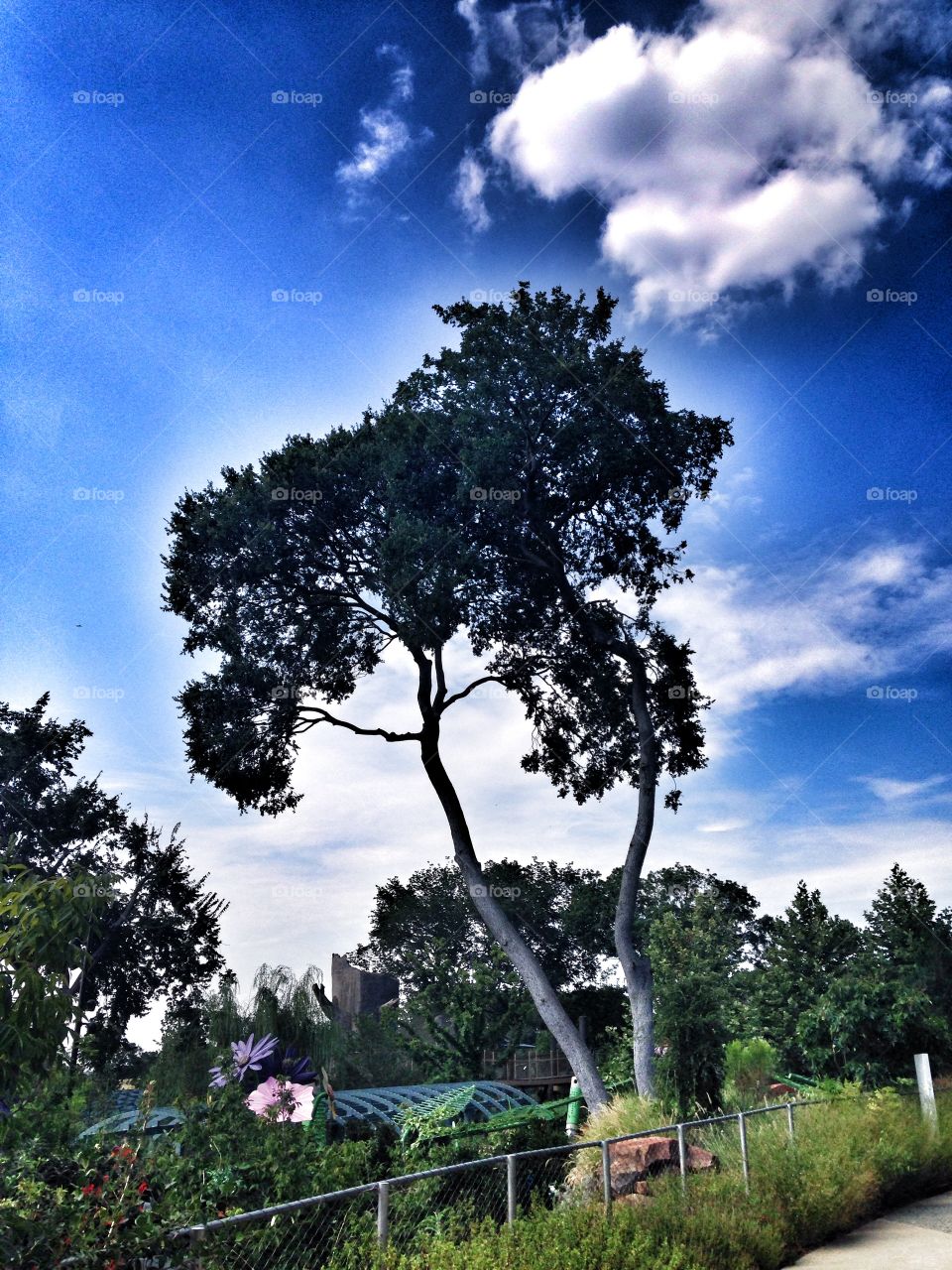 Trees of summer. Tree in a garden during the summer 