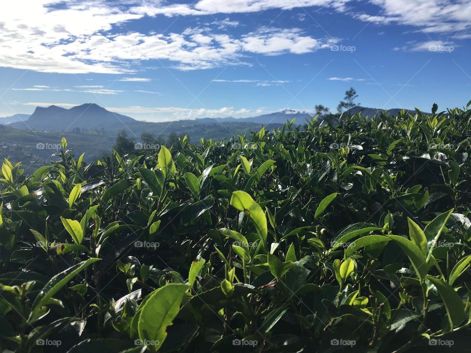 Tea plantation in Sri Lanka 