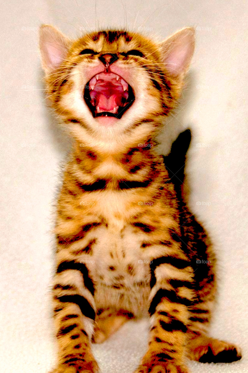 happy baby teeth cat  Bengal kitten tiger by TurdOnTheRun