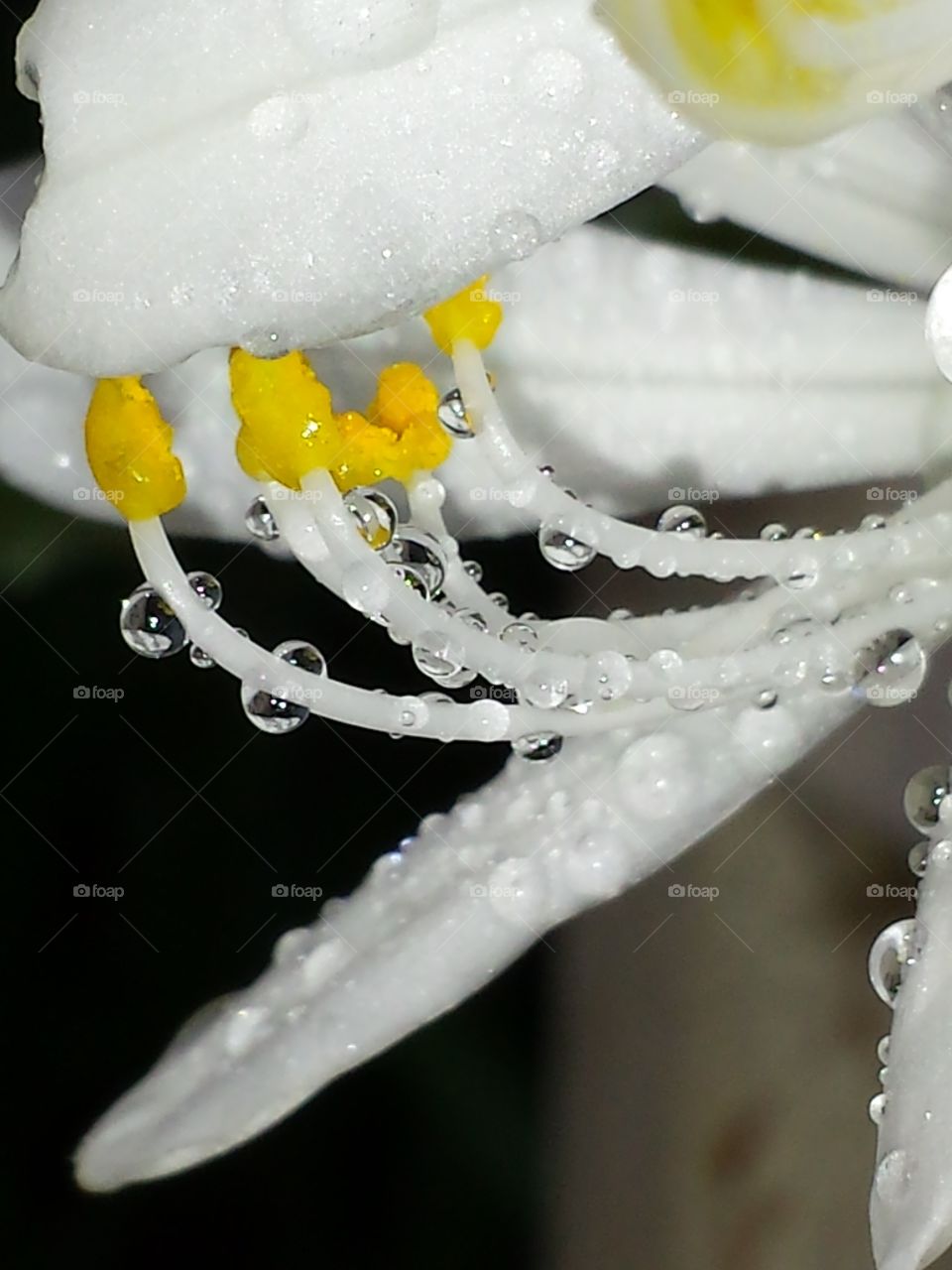 Spider plants flower after the rain